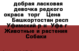 добрая ласковая девочка редкого окраса. торг › Цена ­ 5 000 - Башкортостан респ., Уфимский р-н, Уфа г. Животные и растения » Собаки   